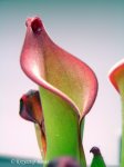 Heliamphora uncinata (Amuri Tepui, Venezuela) AW - kliknij aby zobaczyć zdjęcie. Heliamphora uncinata (Amuri Tepui, Venezuela) AW