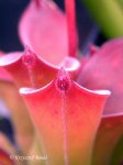 Heliamphora exappendiculata (Amuri Tepui, Venezuela) - kliknij aby zobaczyć zdjęcie. Heliamphora exappendiculata (Amuri Tepui, Venezuela)