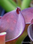 Heliamphora exappendiculata (Amuri Tepui, Venezuela) - kliknij aby zobaczyć zdjęcie. Heliamphora exappendiculata (Amuri Tepui, Venezuela)