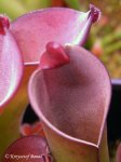 Heliamphora purpurascens (Ptari Tepui, Venezuela) - kliknij aby zobaczyć zdjęcie. Heliamphora purpurascens (Ptari Tepui, Venezuela)