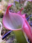 Heliamphora huberi "Dwarf form" (Angasima Tepui, Venezuela) - kliknij aby zobaczyć zdjęcie. Heliamphora huberi "Dwarf form" (Angasima Tepui, Venezuela)