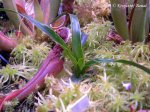 Brocchinia tatei (Chimanta Tepui) - kliknij aby zobaczyć zdjęcie. Brocchinia tatei (Chimanta Tepui)