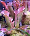 Heliamphora huberi (Bonnetia forest) - kliknij aby zobaczyć zdjęcie. Heliamphora huberi (Bonnetia forest)