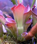 Heliamphora exappendiculata (Amuri Tepui, Venezuela) - kliknij aby zobaczyć zdjęcie. Heliamphora exappendiculata (Amuri Tepui, Venezuela)