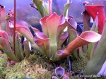 Heliamphora exappendiculata (Amuri Tepui, Venezuela) - kliknij aby zobaczyć zdjęcie. Heliamphora exappendiculata (Amuri Tepui, Venezuela)