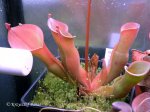 Heliamphora spec. Yuruani B - kliknij aby zobaczyć zdjęcie. Heliamphora spec. Yuruani B