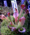 Heliamphora exappendiculata (Chimanta Tepui, Venezuela) new clone - kliknij aby zobaczyć zdjęcie. Heliamphora exappendiculata (Chimanta Tepui, Venezuela) new clone