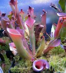 Heliamphora huberi (Bonnetia forest) - kliknij aby zobaczyć zdjęcie. Heliamphora huberi (Bonnetia forest)