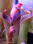 Heliamphora ceracea (Cerro Neblina, Brazil, Venezuela) - kliknij aby zobaczyć zdjęcie. Heliamphora ceracea (Cerro Neblina, Brazil, Venezuela)