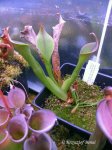 Heliamphora neblinae (Cerro Neblina, Brazil, Venezuela) - kliknij aby zobaczyć zdjęcie. Heliamphora neblinae (Cerro Neblina, Brazil, Venezuela)