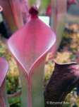Heliamphora huberi (Bonnetia forest) - kliknij aby zobaczyć zdjęcie. Heliamphora huberi (Bonnetia forest)