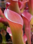 Heliamphora huberi (Bonnetia forest) - kliknij aby zobaczyć zdjęcie. Heliamphora huberi (Bonnetia forest)