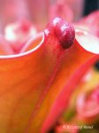 Heliamphora folliculata (Murosipan Tepui, Venezuela) - kliknij aby zobaczyć zdjęcie. Heliamphora folliculata (Murosipan Tepui, Venezuela)