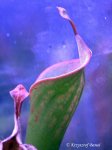Heliamphora neblinae (Avispa, Venezuela) - kliknij aby zobaczyć zdjęcie. Heliamphora neblinae (Avispa, Venezuela)