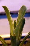 Brocchinia hechtioides - kliknij aby zobaczyć zdjęcie. Brocchinia hechtioides