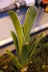 Brocchinia hechtioides - kliknij aby zobaczyć zdjęcie. Brocchinia hechtioides