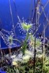 Drosera peltata - kliknij aby zobaczyć zdjęcie. Drosera peltata