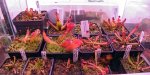 Heliamphora - kliknij aby zobaczyć zdjęcie. Heliamphora