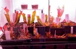 Heliamphora - kliknij aby zobaczyć zdjęcie. Heliamphora