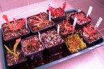 Heliamphora - kliknij aby zobaczyć zdjęcie. Heliamphora