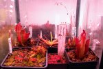 Heliamphora - kliknij aby zobaczyć zdjęcie. Heliamphora