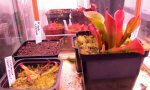 Heliamphora - kliknij aby zobaczyć zdjęcie. Heliamphora