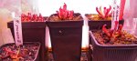 Heliamphora - kliknij aby zobaczyć zdjęcie. Heliamphora