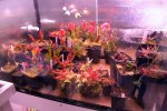 Heliamphora - kliknij aby zobaczyć zdjęcie. Heliamphora
