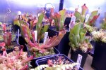 Heliamphora - kliknij aby zobaczyć zdjęcie. Heliamphora