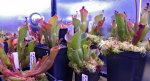 Heliamphora - kliknij aby zobaczyć zdjęcie. Heliamphora