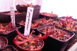 Heliamphora - kliknij aby zobaczyć zdjęcie. Heliamphora