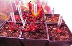 Heliamphora - kliknij aby zobaczyć zdjęcie. Heliamphora