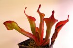 Heliamphora Tequila - kliknij aby zobaczyć zdjęcie. Heliamphora Tequila