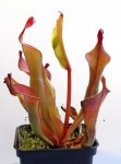 Heliamphora Tequila - kliknij aby zobaczyć zdjęcie. Heliamphora Tequila
