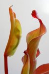 Heliamphora Tequila - kliknij aby zobaczyć zdjęcie. Heliamphora Tequila