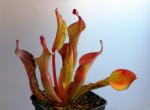 Heliamphora Tequila - kliknij aby zobaczyć zdjęcie. Heliamphora Tequila