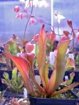 Heliamphora Tequila - kliknij aby zobaczyć zdjęcie. Heliamphora Tequila