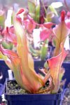 Heliamphora Tequila - kliknij aby zobaczyć zdjęcie. Heliamphora Tequila