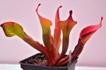 Heliamphora Tequila - kliknij aby zobaczyć zdjęcie. Heliamphora Tequila