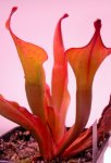 Heliamphora Tequila - kliknij aby zobaczyć zdjęcie. Heliamphora Tequila