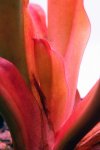 Heliamphora Tequila - kliknij aby zobaczyć zdjęcie. Heliamphora Tequila