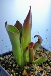 Heliamphora ceracea (Cerro Neblina) - kliknij aby zobaczyć zdjęcie. Heliamphora ceracea (Cerro Neblina)