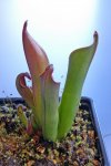 Heliamphora ceracea (Cerro Neblina) - kliknij aby zobaczyć zdjęcie. Heliamphora ceracea (Cerro Neblina)
