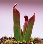 Heliamphora ceracea (Cerro Neblina, Braz. Ven.) - kliknij aby zobaczyć zdjęcie. Heliamphora ceracea (Cerro Neblina, Braz. Ven.)
