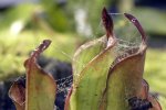 Heliamphora chimantensis (Chimanta) - kliknij aby zobaczyć zdjęcie. Heliamphora chimantensis (Chimanta)
