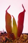 Heliamphora chimantensis (Chimanta) - kliknij aby zobaczyć zdjęcie. Heliamphora chimantensis (Chimanta)