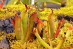 Heliamphora chimantensis (Chimanta) - kliknij aby zobaczyć zdjęcie. Heliamphora chimantensis (Chimanta)