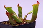 Heliamphora collina (Foothills Testigos) - kliknij aby zobaczyć zdjęcie. Heliamphora collina (Foothills Testigos)
