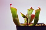 Heliamphora collina (Foothills Testigos) - kliknij aby zobaczyć zdjęcie. Heliamphora collina (Foothills Testigos)