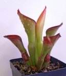 Heliamphora exappendiculata (Amuri Tepui) - kliknij aby zobaczyć zdjęcie. Heliamphora exappendiculata (Amuri Tepui)